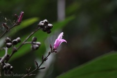 Diotacanthus grandis